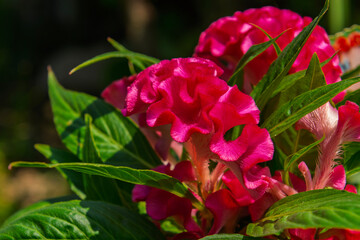Red plumed cockscomb flower