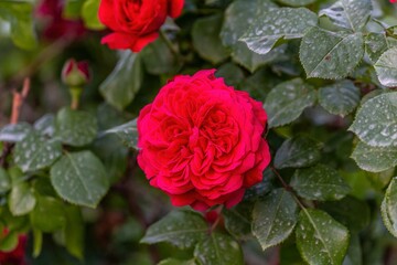 Background with flowers as a gift for mom or girlfriend or creating a postcard