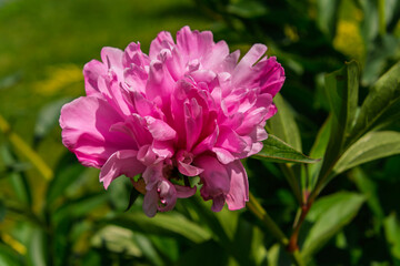 Pink flower of  common peony in a garden