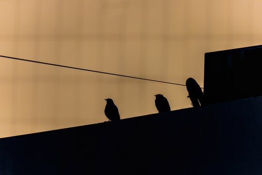 Feathered representative of the wild fauna bird Maina (Acridotheres) starling species in the city