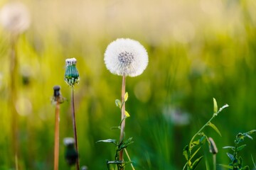 Seasonal flower on a background of sun rays. Dandelion useful for life meadow plant