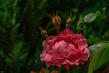 Rose flower in a garden