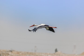 Fototapeta premium White stork bird (Ciconia ciconia) in flight