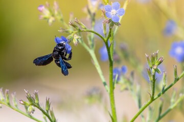 Fototapete bei efototapeten.de bestellen   