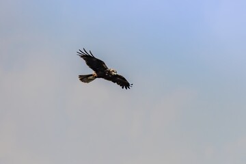 Obraz premium Bird Eastern Marsh Harrier (Circus spilonotus) in the wild