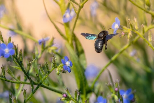 Beetle insect in the wild - Violet carpenter bee (Xylocopa violacea)