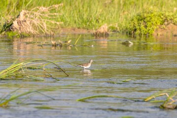 Bird Wood sandpiper (Tringa glareola) in the wild