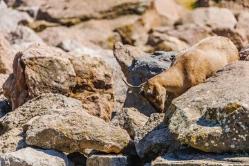 Animal - markhor goat outdoors