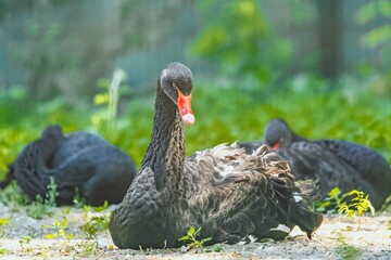 Bird - black swan (Cygnus atratus) outdoors