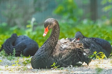 Fototapeta premium Bird - black swan (Cygnus atratus) outdoors