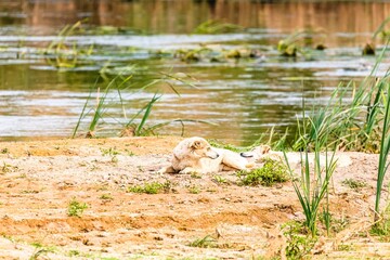Lost homeless stray dogs outside the city