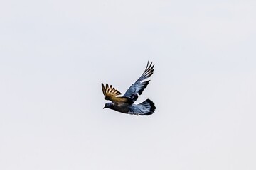 Bird - gray  dove or urban pigeon