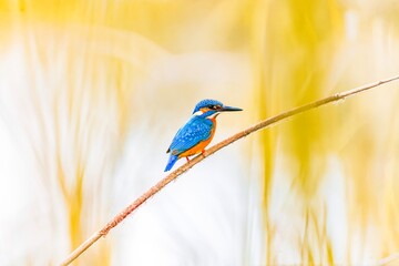 Beautiful sweet background with bird - Common Kingfisher (Alcedo atthis)