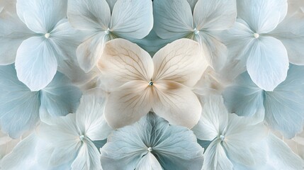Fototapeta premium Delicate Pale Blue and Cream Hydrangea Blooms