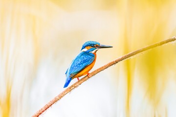 Beautiful sweet background with bird - Common Kingfisher (Alcedo atthis)