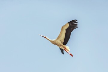 Obraz premium White stork bird (Ciconia ciconia) in flight
