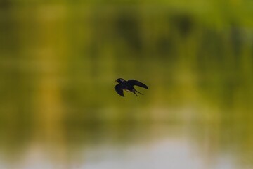 Bird - common house martin (Delichon urbicum) in the wild