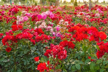 Naklejka premium Beautiful background with a field of rose flowers