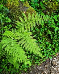 Lush green fern on the forest floor in the southern German Black Forest. Polypodiopsida or Polypodiophyta, one of the oldest plants in the world. 