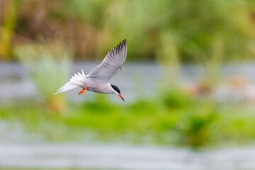 Common tern bird (Sterna hirundo) in the wild