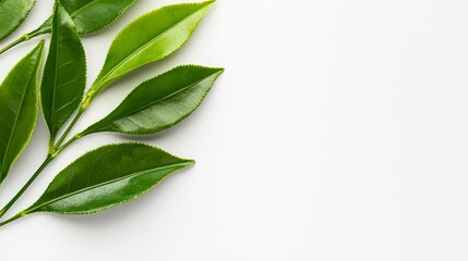 Fototapeta premium Simple yet elegant tea plant stem with fresh green leaves, white background, clean and vibrant, with subtle detail for health-focused ads