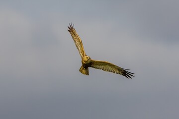Bird Eastern Marsh Harrier (Circus spilonotus) in the wild