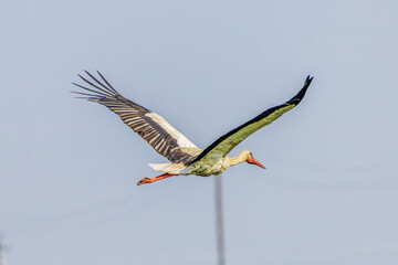 Birds soar in the wild blue sky, embodying the spirit of nature's wildlife with their majestic wings, beaks, and feathers