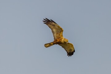 Bird Eastern Marsh Harrier (Circus spilonotus) in the wild
