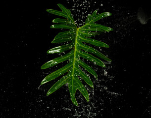 Rain Water planting pouring on Tropical Green leafs monstera plant over black background isolated. Rainforest Tropical green big leaves for decoration assortment with other plants © Jade