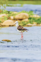 Wild birds wade in the pristine lake, showcasing the beauty of nature and the diversity of wildlife in ornithology