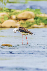 Wild birds wade in the pristine lake, showcasing the beauty of nature and the diversity of wildlife in ornithology