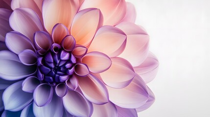 Fototapeta premium A Closeup of a Purple and Pink Dahlia Flower