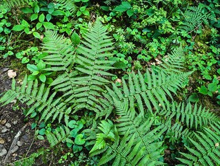 Lush green fern on the forest floor in the southern German Black Forest. Polypodiopsida or Polypodiophyta, one of the oldest plants in the world. 