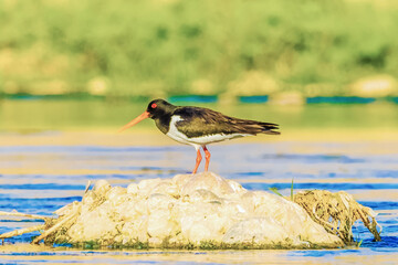 Wild birds wade in the pristine lake, showcasing the beauty of nature and the diversity of wildlife in ornithology