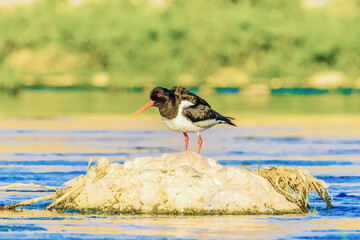 Wild birds wade in the pristine lake, showcasing the beauty of nature and the diversity of wildlife in ornithology