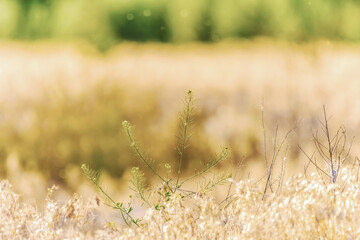 In the morning sun, colorful flowers and plants adorn the meadow, creating a picturesque landscape against the backdrop of nature's field