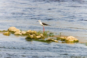 Wild birds wade in the pristine lake, showcasing the beauty of nature and the diversity of wildlife in ornithology