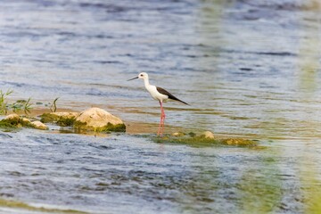 Wild birds wade in the pristine lake, showcasing the beauty of nature and the diversity of wildlife in ornithology