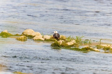 Wild birds wade in the pristine lake, showcasing the beauty of nature and the diversity of wildlife in ornithology