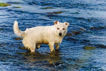 Dog breed Jack Russell Terrier in nature in the wild