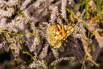 Insect butterfly in the wild in the environment of a flowering plant with flowers