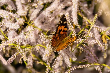 Insect butterfly in the wild in the environment of a flowering plant with flowers