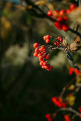 red rowan berries