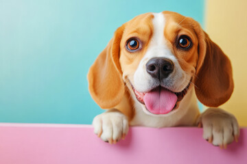 Adorable beagle puppy leaning on colorful background with joyful expression and shiny fur