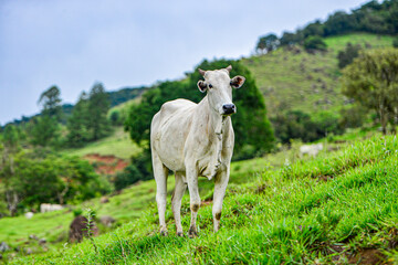 Fototapeta premium Agropecuaria de bovinos 