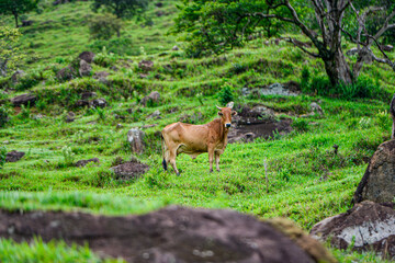 Agropecuaria de bovinos 