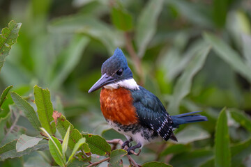 Ringed Kingfisher in the Pantanal