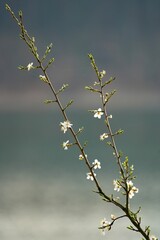 Branches of cherry blossom tree.