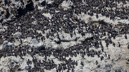 Yaquina head at Oregon, one of the largest Common Murre bird colonies on the west coast.