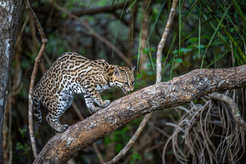 Ocelot on a branch in the Pantanal